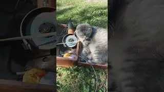 кот мартин работяга