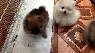 Померанские шпицы, маленькие плюшевые мишки 😍😁