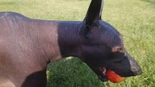 Xolo and the apple