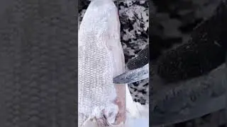 Cutting frozen fish outside
