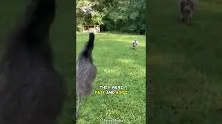 How Australia Lost A War Against Emu!