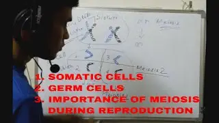 Somatic Cells and Germ cells - Types of Cell, Importance of Meiosis
