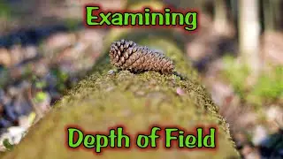 Examining Depth of Field