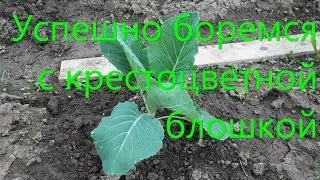 Успешно боремся с крестоцветной блошкой (54 01.06.16)