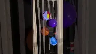 Koti and Haven turn 7 YEARS OLD 🎂  