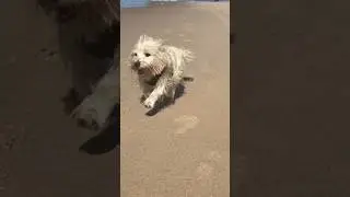 WAVE OBSESSED WESTIES Can’t Get Enough of the Aussie Beach ☀️🏄‍♂️#beachlife #emigratetoaustralia