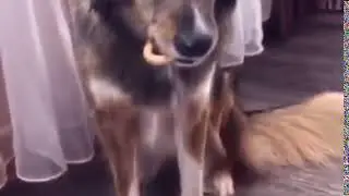 Испугался бедняга