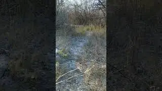 работа рг Бушуй по лисице.