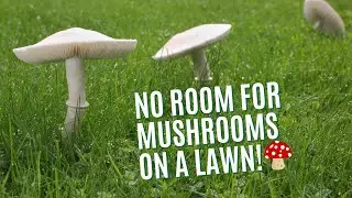 HOW TO DEAL WITH MUSHROOMS ON YOUR LAWN | TRUGREEN LAWN CARE