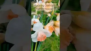Plucking Daffodils in the rain 
