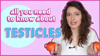 TESTICLES: Male Reproductive System, Pt.2