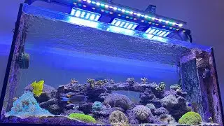 Explained: Dana Riddle’s Presentation on PAR at ReefStock