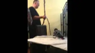 Попугай Глаша Москва