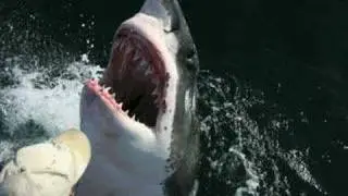 Incredible Shark/Human love story - Aussie fisherman