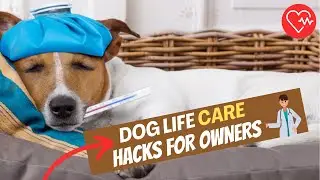 Dog life care hacks for owners