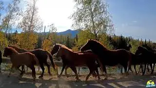 Бегут кони над рекою.../ Горный Алтай.