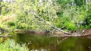 Осень в Сосновом Бору. Утки на реке Коваши.