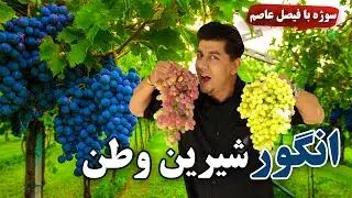 Sozha: The Sweet local Grapes 🍇 / 🍇سوژه: انگور شیرین وطن