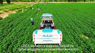 Представлен умный робот для обрезки хлопчатника