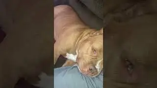 Watch Her Pupils🐶 Dog Sleeping W/Eyes Open. #minibully #pitbull #sleepydog #happydog #fyp #lullaby
