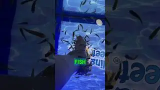 Why you don’t do the Fish Pedicure!  What do you think? 🫨