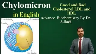 Chylomicrons VLDL LDL HDL IN English GOOD & BAD CHOLESTEROL