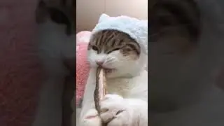 Коты и еда 😹😹😹😹😹