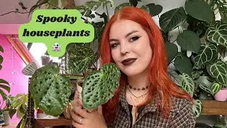 Spooky houseplants to get you in the Halloween spirit 👻🎃