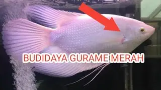 BUDIDAYA IKAN GURAME DI ACEH