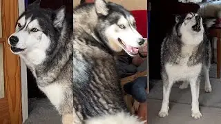 Husky Suddenly remembered He's Not Meant to Do that! 