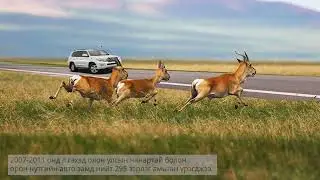 Нүүдлийн зэрлэг амьтад ба стандарт