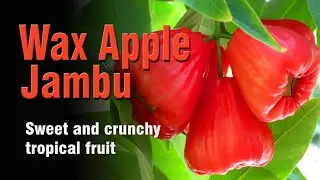 Wax Apple (Jambu) - Tropical Fruit Review