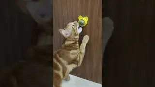 кот АЛЕКС ❤❤