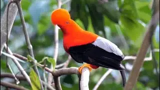 Aves de Colombia