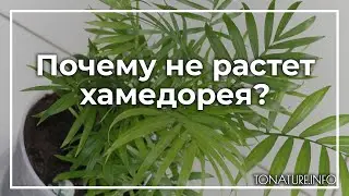 Почему не растет хамедорея? | toNature.Info