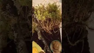 улитки отдыхают в новом домике!! 😄😁