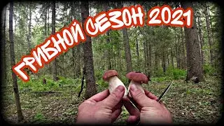 Грибной сезон 2021 на Новгородчине открыт! ОЧЕНЬ МНОГО БЕЛЫХ! Тихая охота!