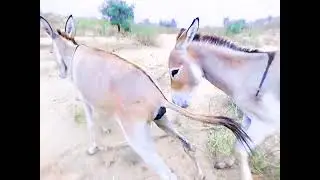 Tharparkar best video of donkeys 