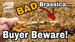 How To Spot A Bad Brassica Blend