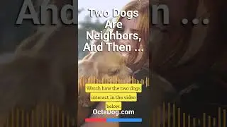 Dog Owners Make Sure Their Dogs Have Their Play Time #shorts #dogs #dogshorts (OctaDog.com)