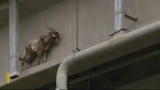 Runaway Goat In Kansas City (TMIR Shorts)