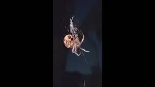 Большой паук  у нас во дворе