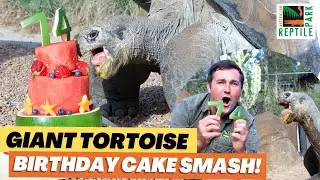 HUGO the Tortoise's 74th Birthday! | Australian Reptile Park