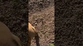They thought they were being painted