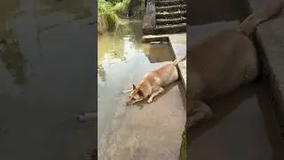 Dog 🫧 🫧 #dog #doglover #dogs #doglovers #perros #perro #funny #viral #trending #fyp #shorts