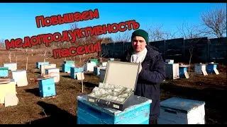 Как собрать много мёда акации? | Повышение медопродуктивности