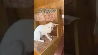 I have a feeling it won't be found. Video by: @oriental.kittens 