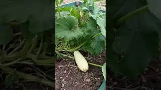 Zucchini grows well in heat and poor soil. Orenburg. 
