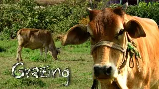 Grazing 🌿🐄 - A Sony ZV-E10 Short Film |4k|