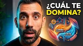 SISTEMAS ENERGÉTICOS: Glucolisis, B-Oxidación de ácidos grasos y Fosfocreatina!